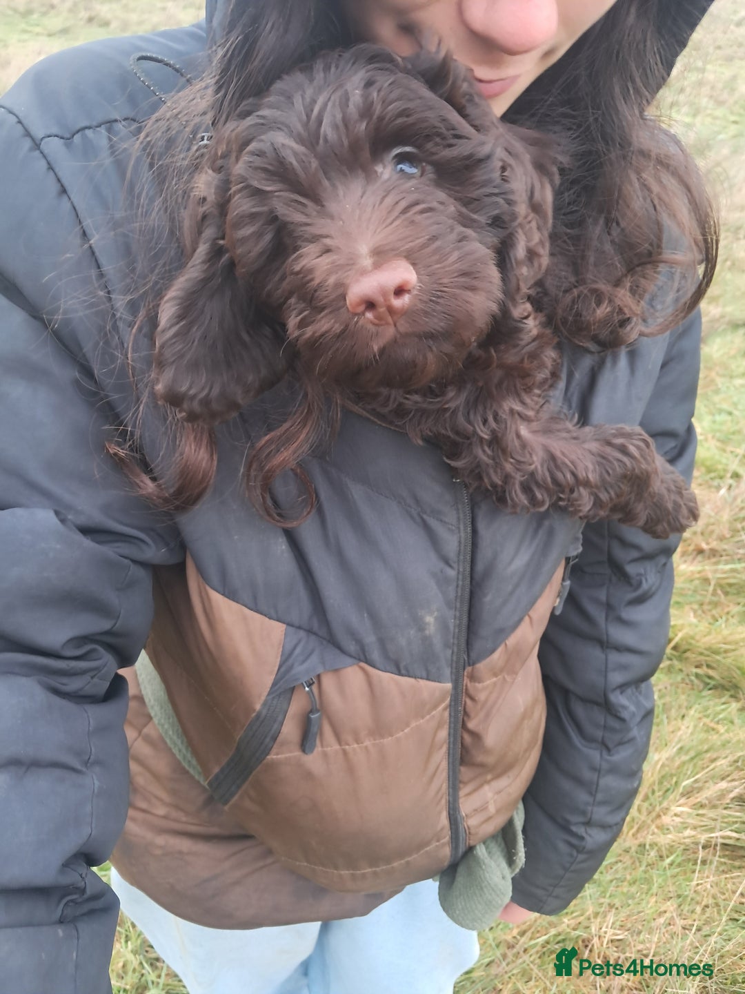 Cockapoo dogs for sale: Toy F1 Cockerpoo last chocolate boy  - Advert 2