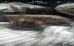 Mixed Breed cats for sale: Beautiful mixed kittens - Image 11