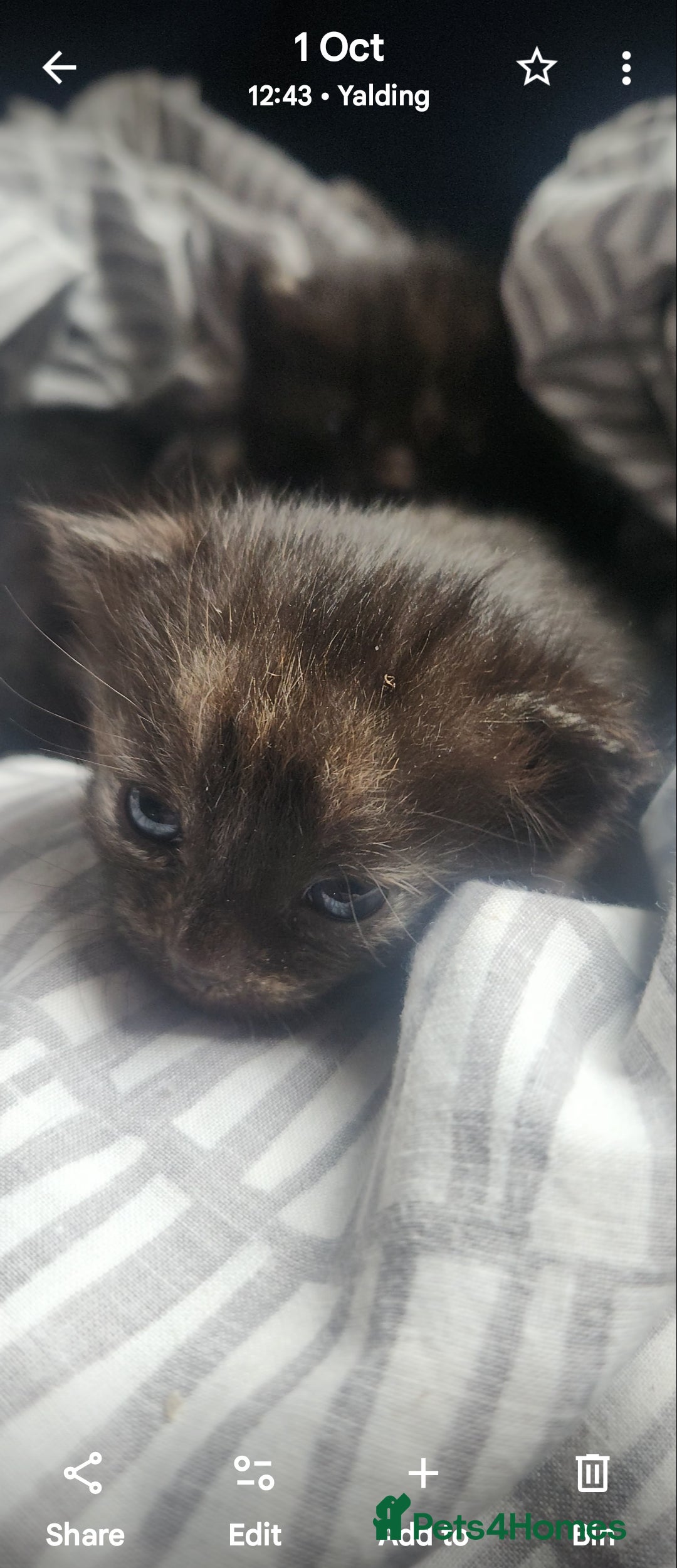 Mixed Breed cats for sale: Beautiful mixed kittens - Image 11