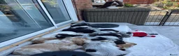 Cocker Spaniel dogs for sale: ONLY 1 STUNNING SHOW COCKER SPANIEL BOY LEFT !  - Advert 20
