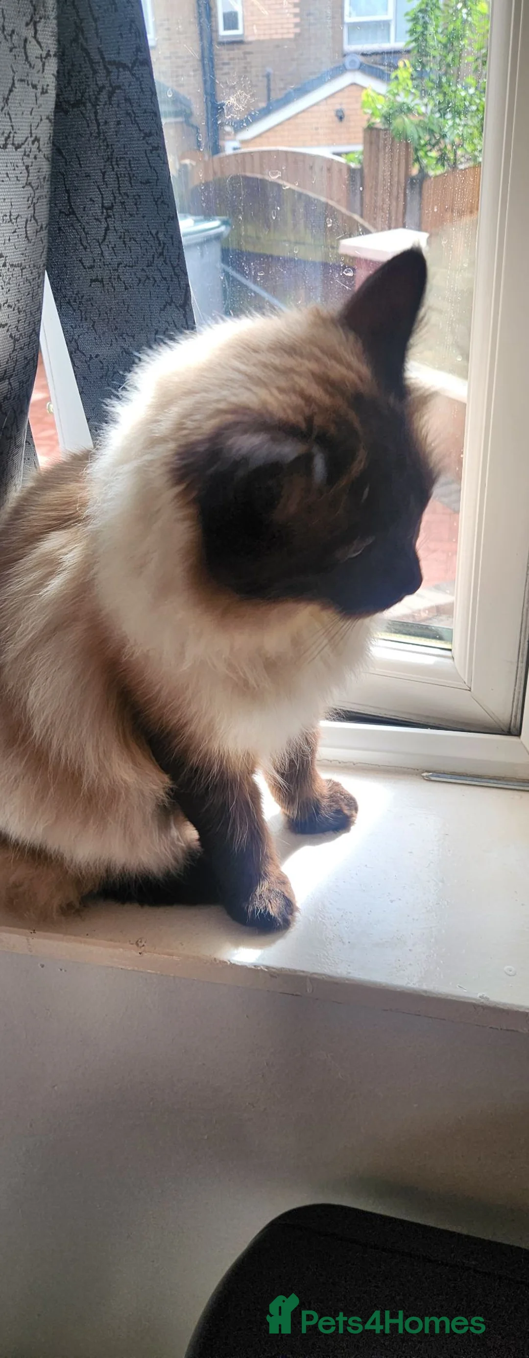 Ragdoll cats for sale: Beautiful  ragdoll (male) - Advert 1