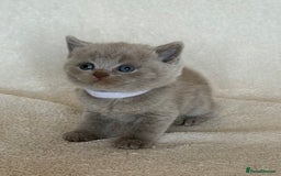 British Shorthair cats for sale: British shorthair kittens  - Image 20