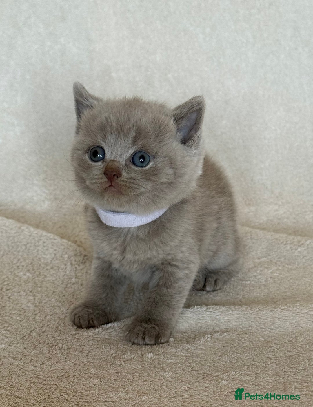 British Shorthair cats for sale: British shorthair kittens  - Image 20