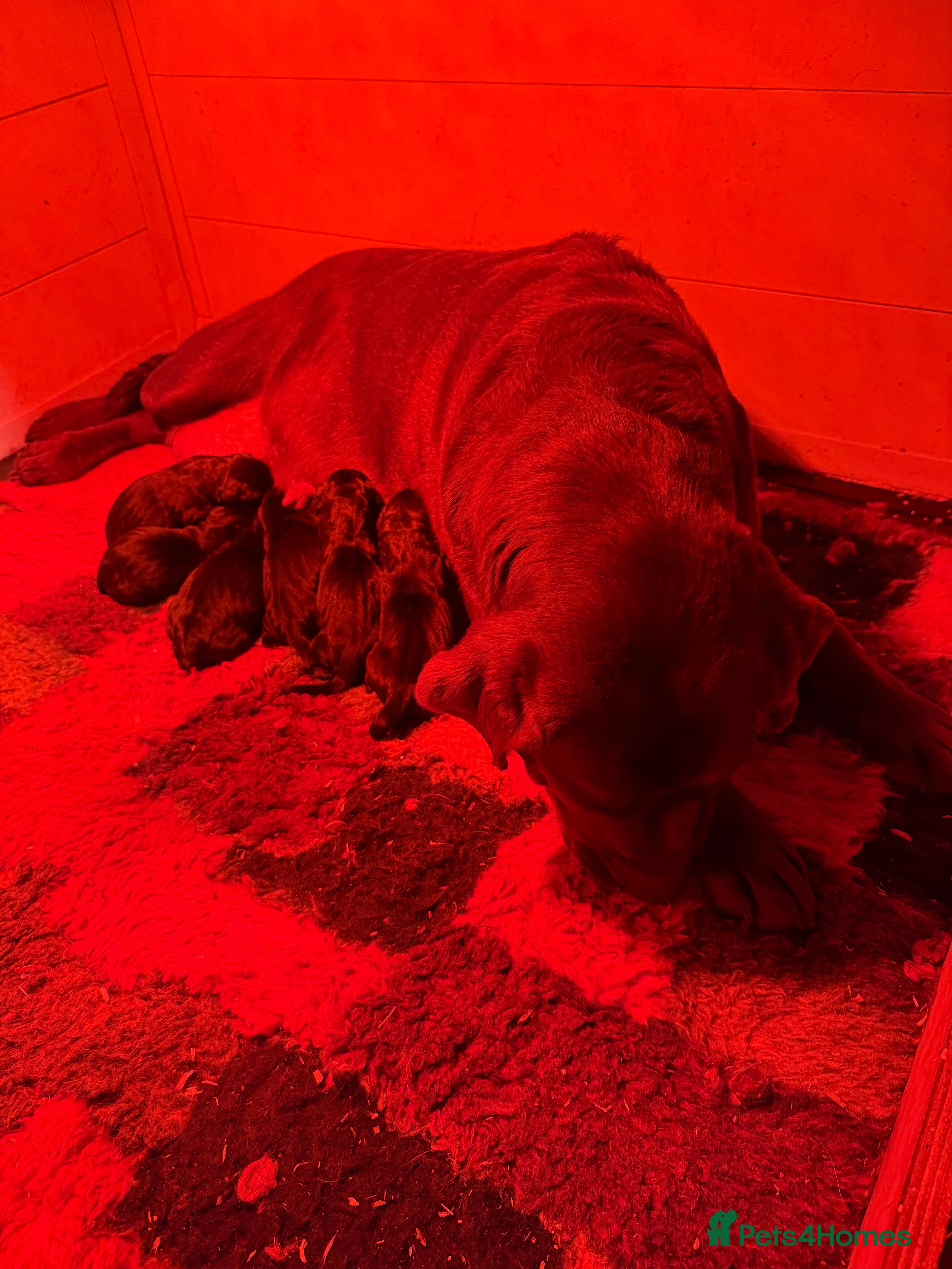 Labrador Retriever dogs Labradors 6 chunky black boys and 1 little girl - Advert 5