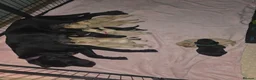 Labrador Retriever dogs for sale: Beautiful labrador puppies  - Advert 8