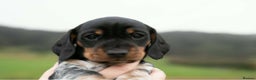 Miniature Dachshund dogs for sale: Beautiful Miniature Dachshund Puppies  - Advert 6