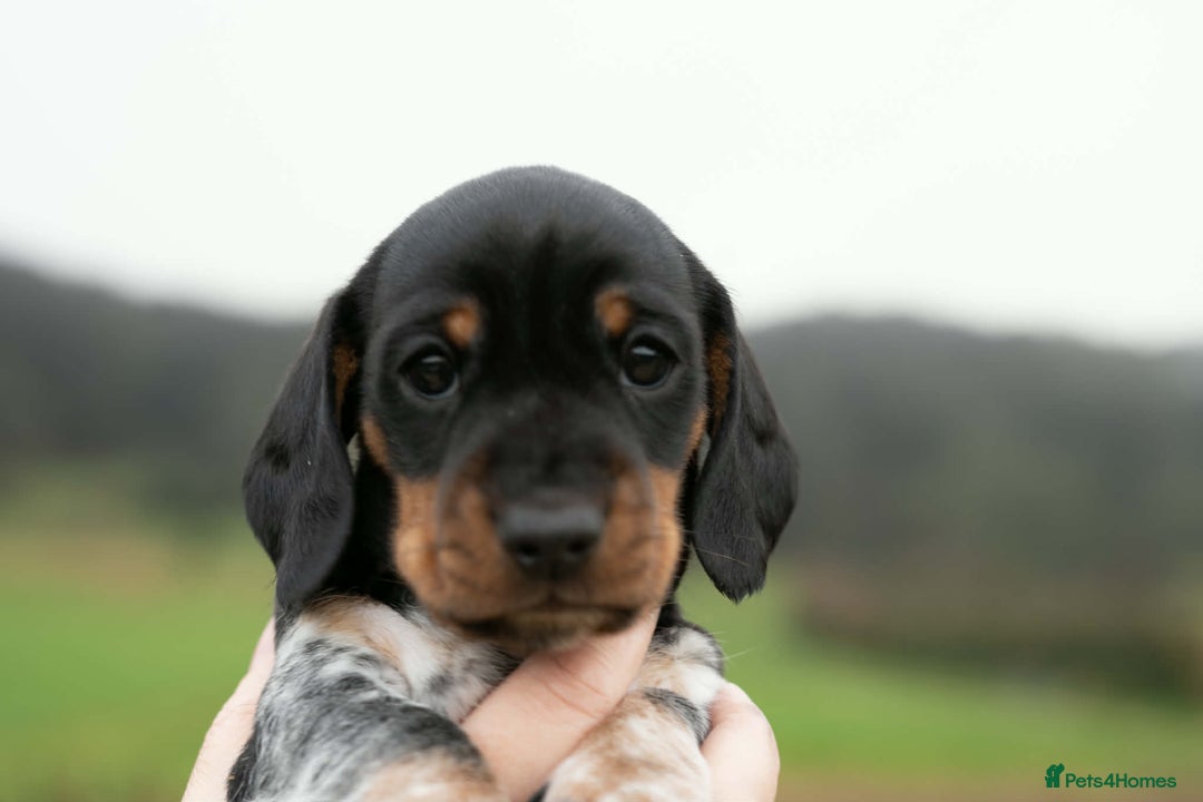 Miniature Dachshund dogs for sale: Beautiful Miniature Dachshund Puppies  - Advert 6