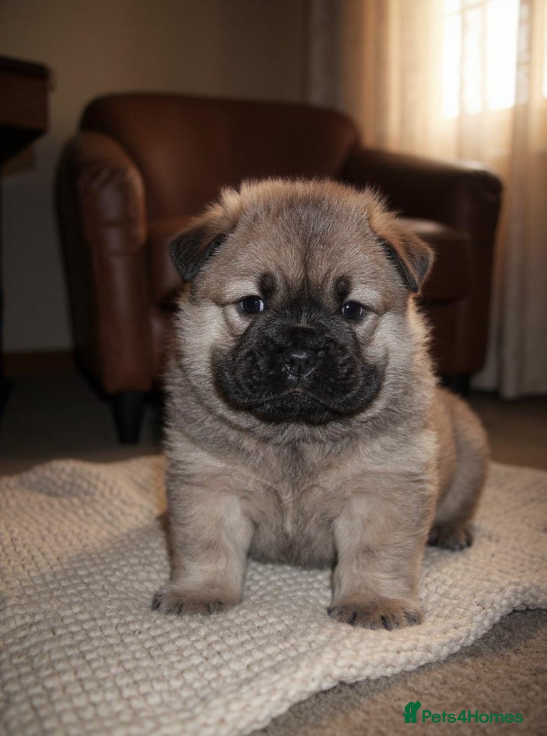 Chow Chow dogs for sale: 🐶 Beautiful Fawn chow chow babies 🐶 - Image 6