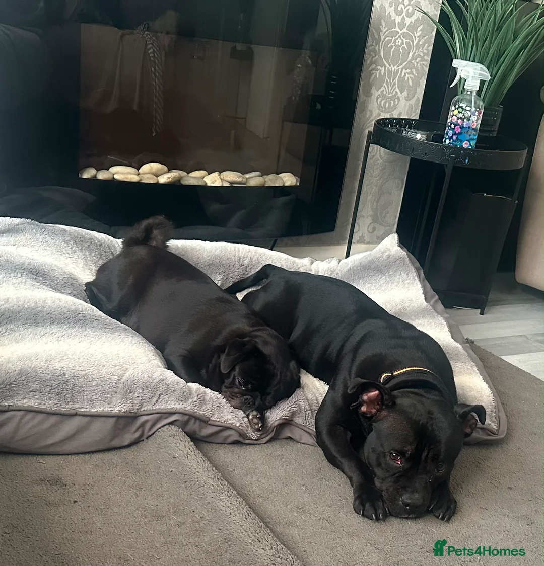 Staffordshire Bull Terrier dogs for sale: Re homing our beautiful staffy - Advert 2