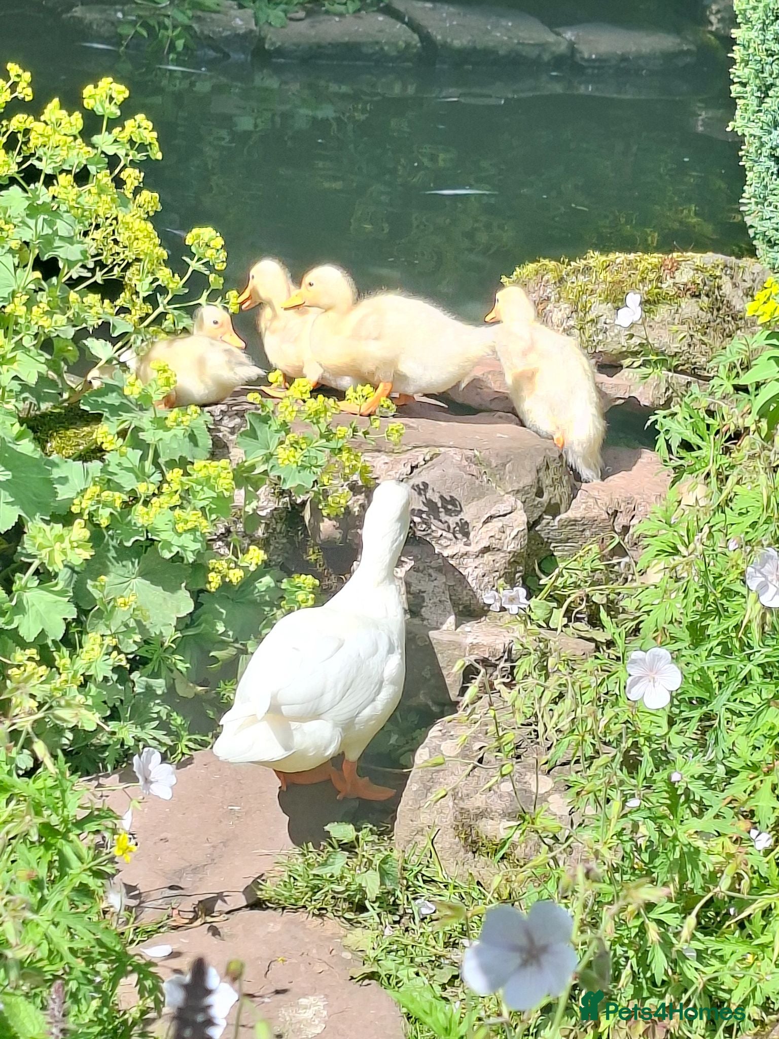 Ducks poultry Beautiful callXminiature silverappleyard ducklings - Advert 3