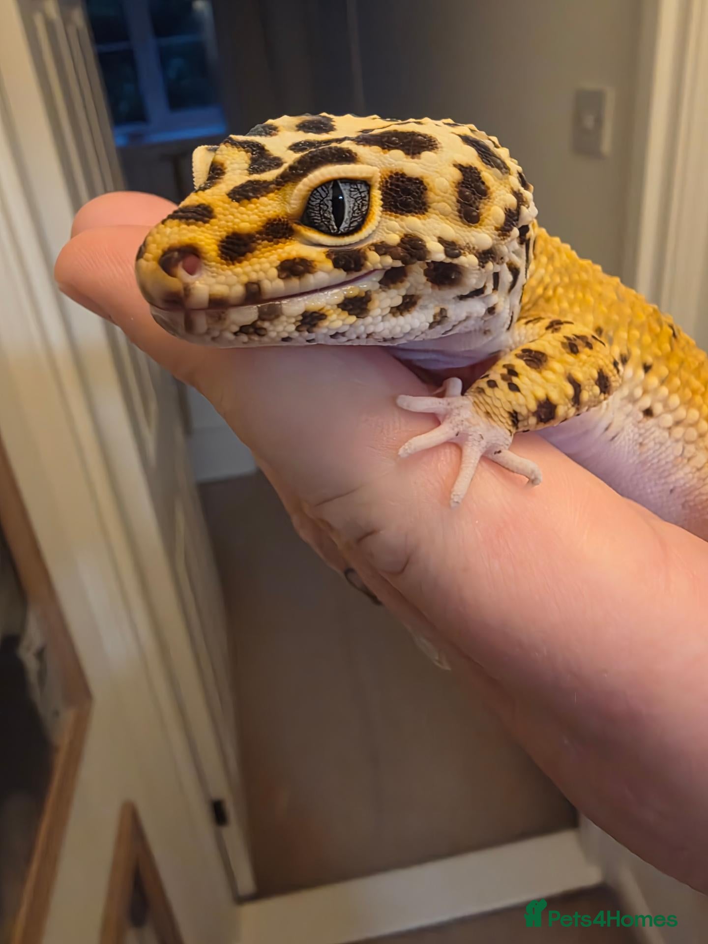 Leopard Gecko reptiles for sale: Leopard gecko male  - Advert 1