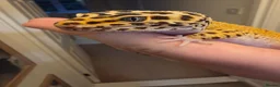 Leopard Gecko reptiles for sale: Leopard gecko male  in Tonbridge - Advert 1