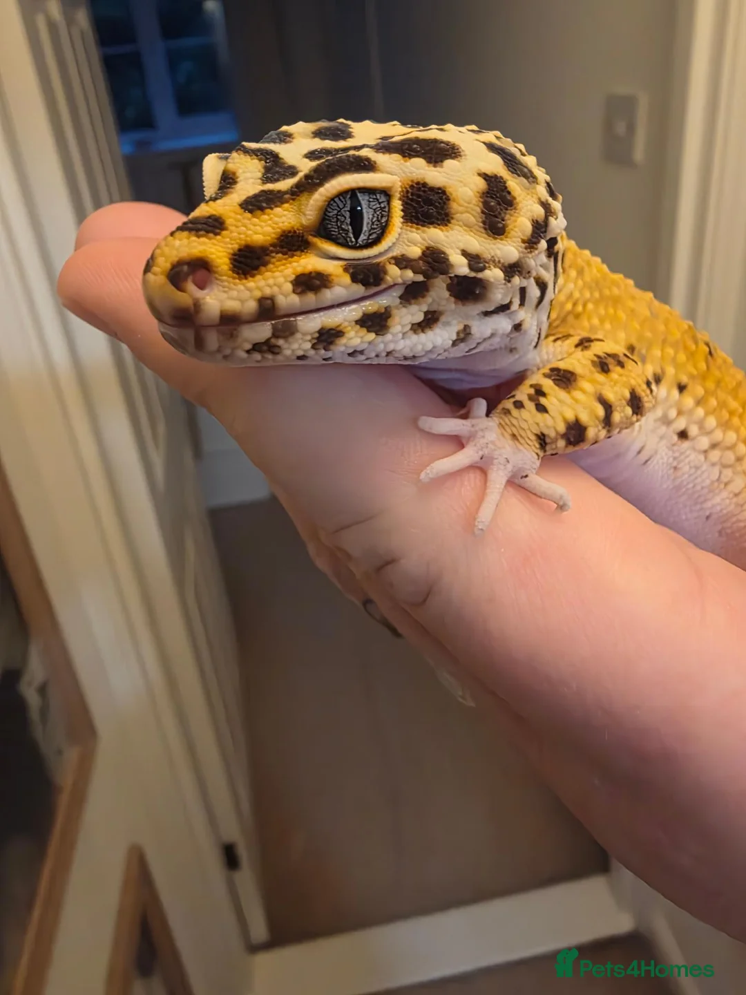 Leopard Gecko reptiles for sale: Leopard gecko male  in Tonbridge - Advert 1