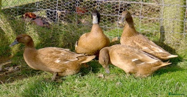 Ducks poultry Ducklings (cayuga,khaki Campbell,Magpie,call) - Advert 12