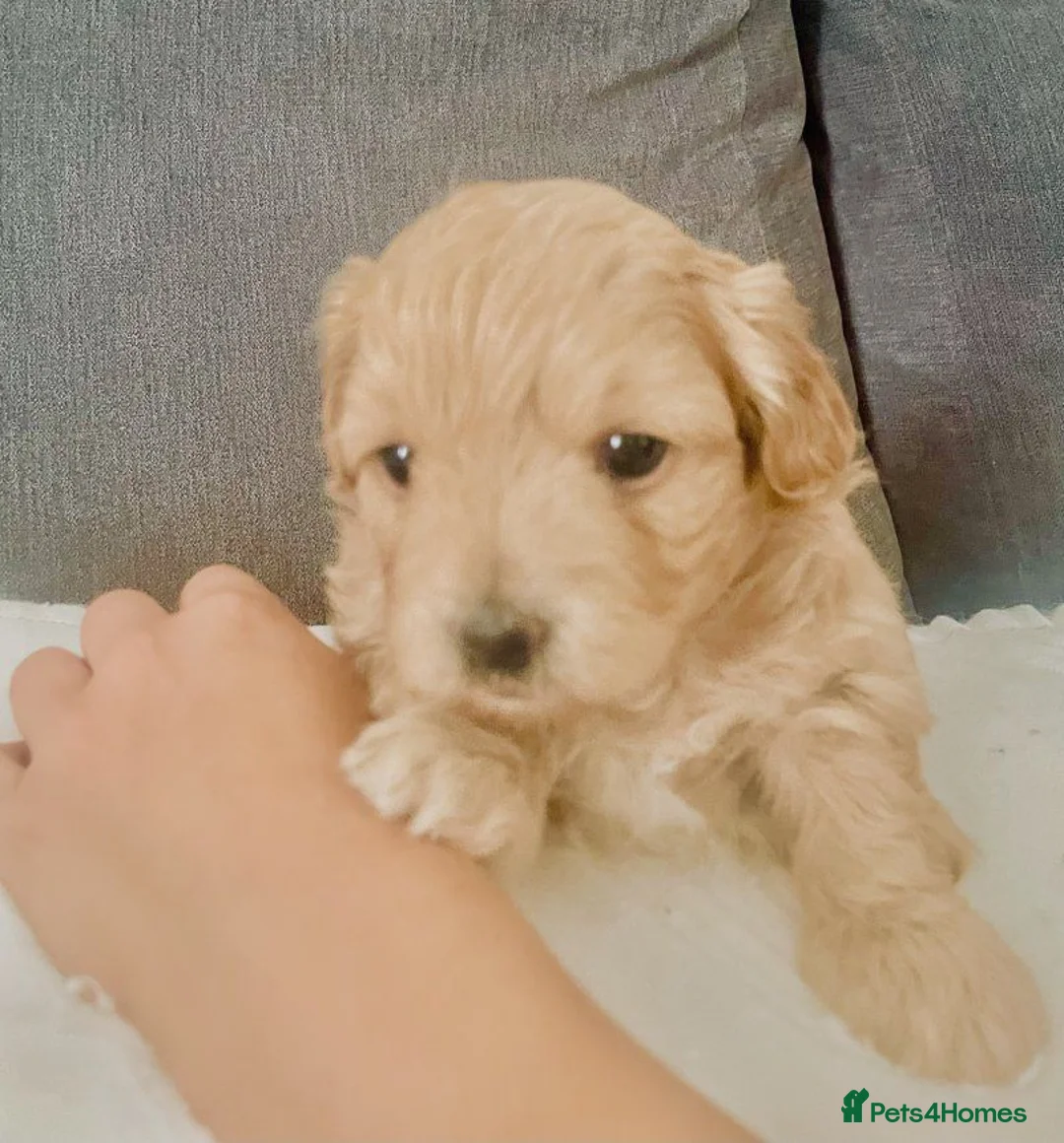 Maltipoo dogs for sale: Beautiful Maltipoo Puppies for sale. - Advert 7