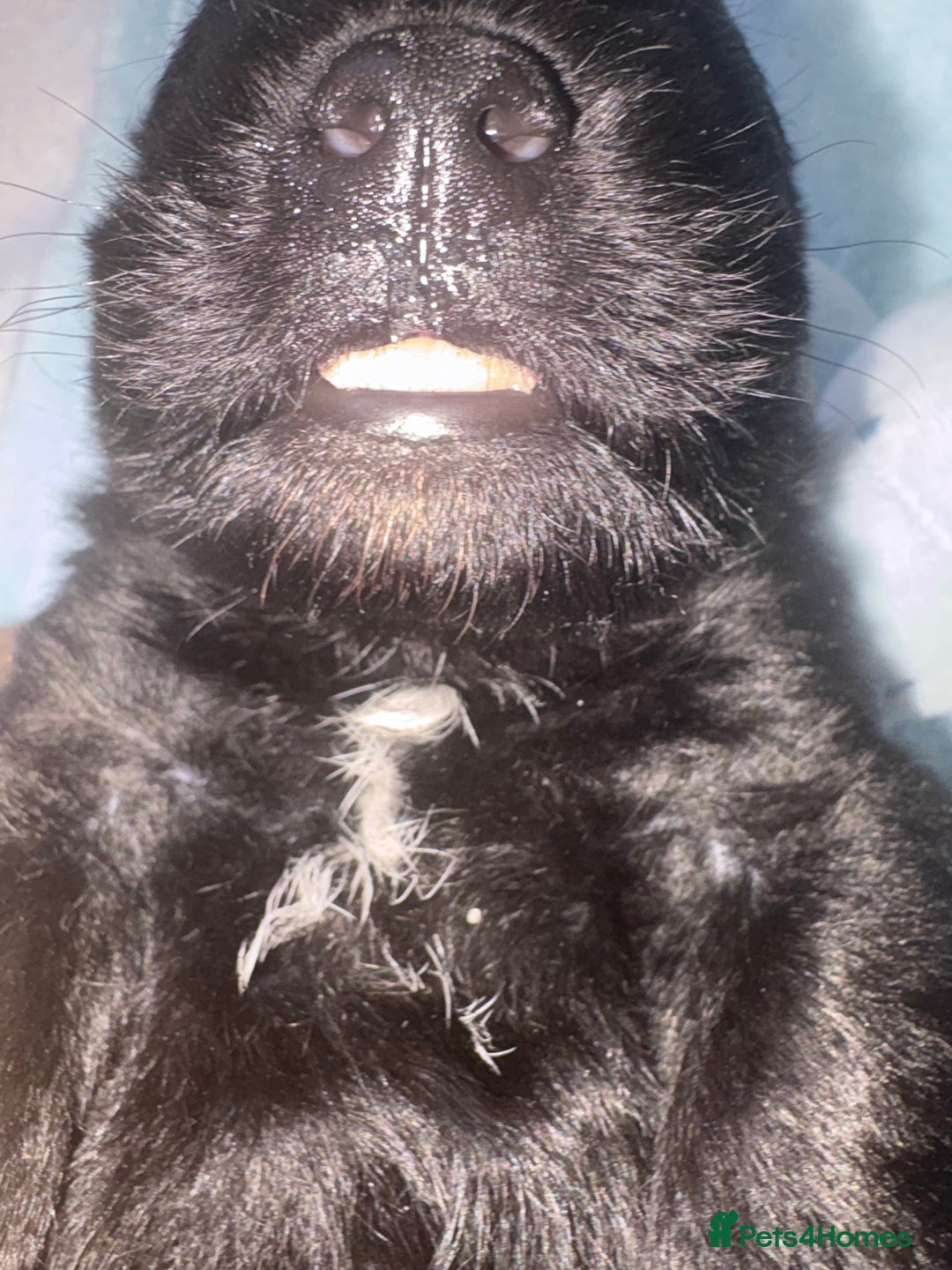 Scottish Terrier dogs for sale: Beautiful Scottish terrier puppy  - Advert 5