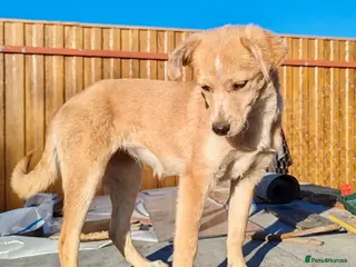 Labrador Retriever dogs GINA – Labrador Retriever (Female) - Advert 2