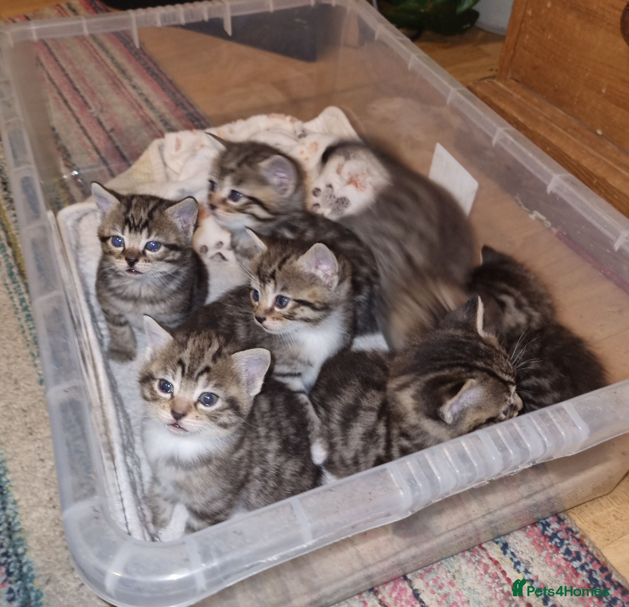 Mixed Breed cats 7 mixed breed kittens. - Advert 1