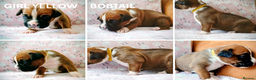Boxer dogs for sale: 9 Boxer Puppies mix of bob&long tail ready 22 Jan - Advert 8