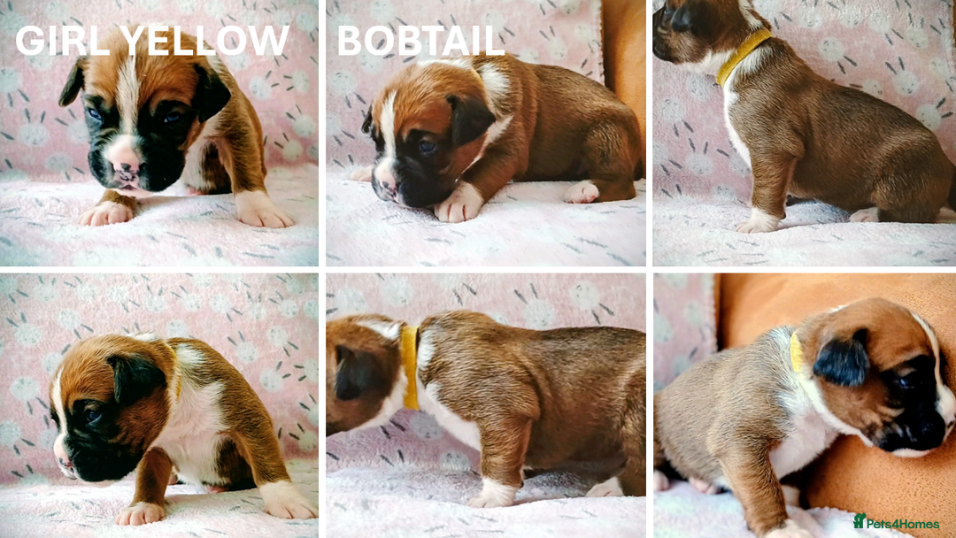 Boxer dogs for sale: 9 Boxer Puppies mix of bob&long tail ready 22 Jan - Advert 8