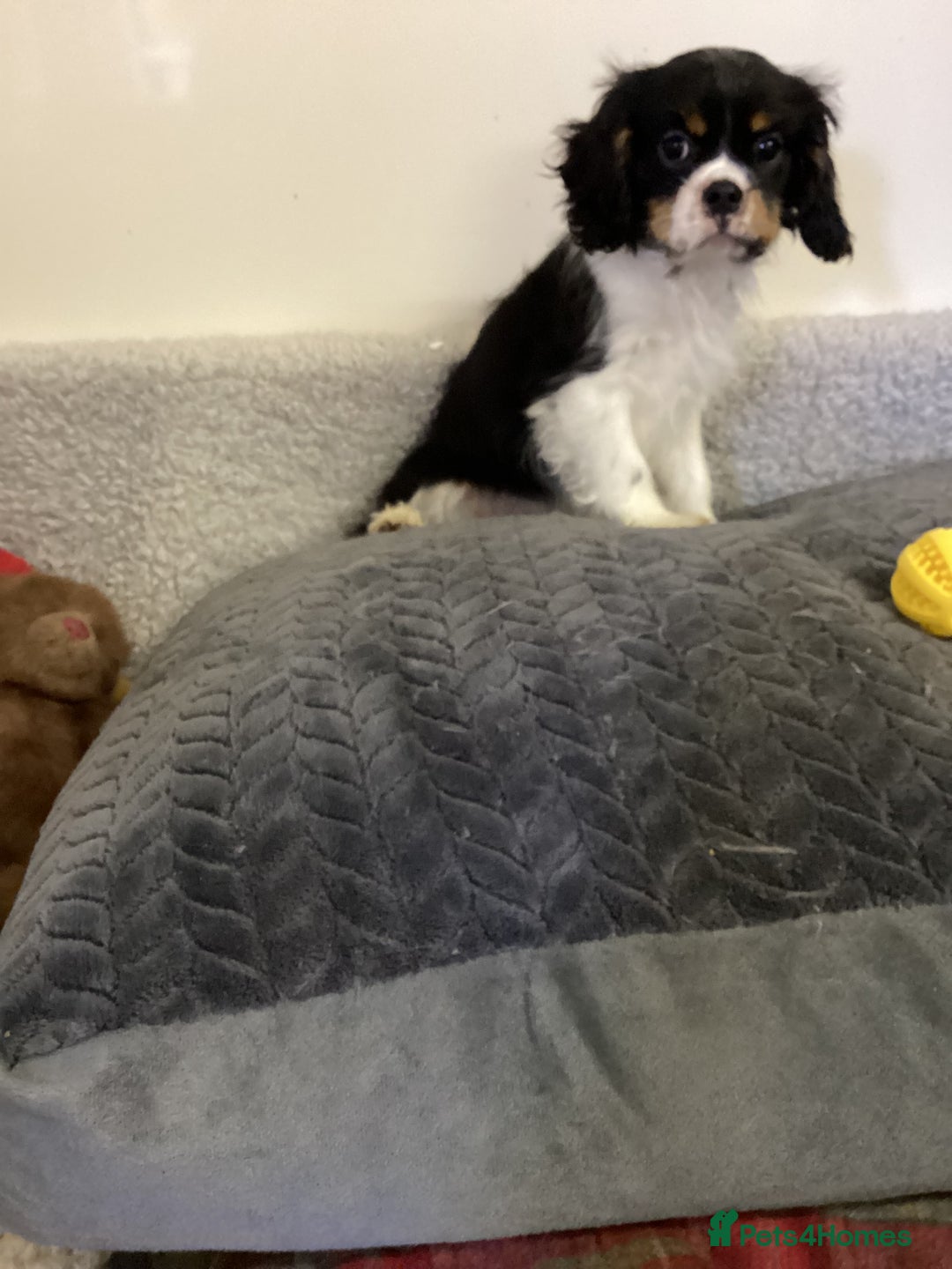 Cavalier King Charles Spaniel dogs for sale: Cavalier King Charles  - Advert 3