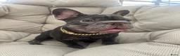 French Bulldog dogs for sale: French Bulldog Blue & Platinum Puppies  - Advert 2