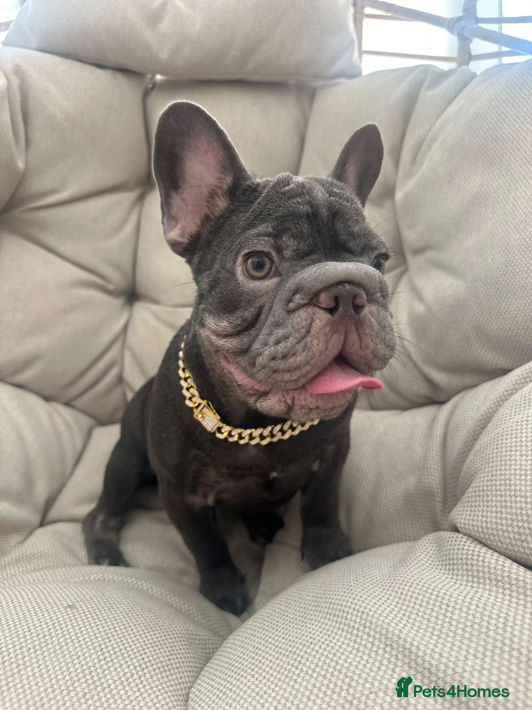 French Bulldog dogs for sale: French Bulldog Blue & Platinum Puppies  - Advert 2