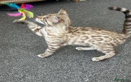 Bengal cats for sale: Snow bengal kitten /male - Image 9