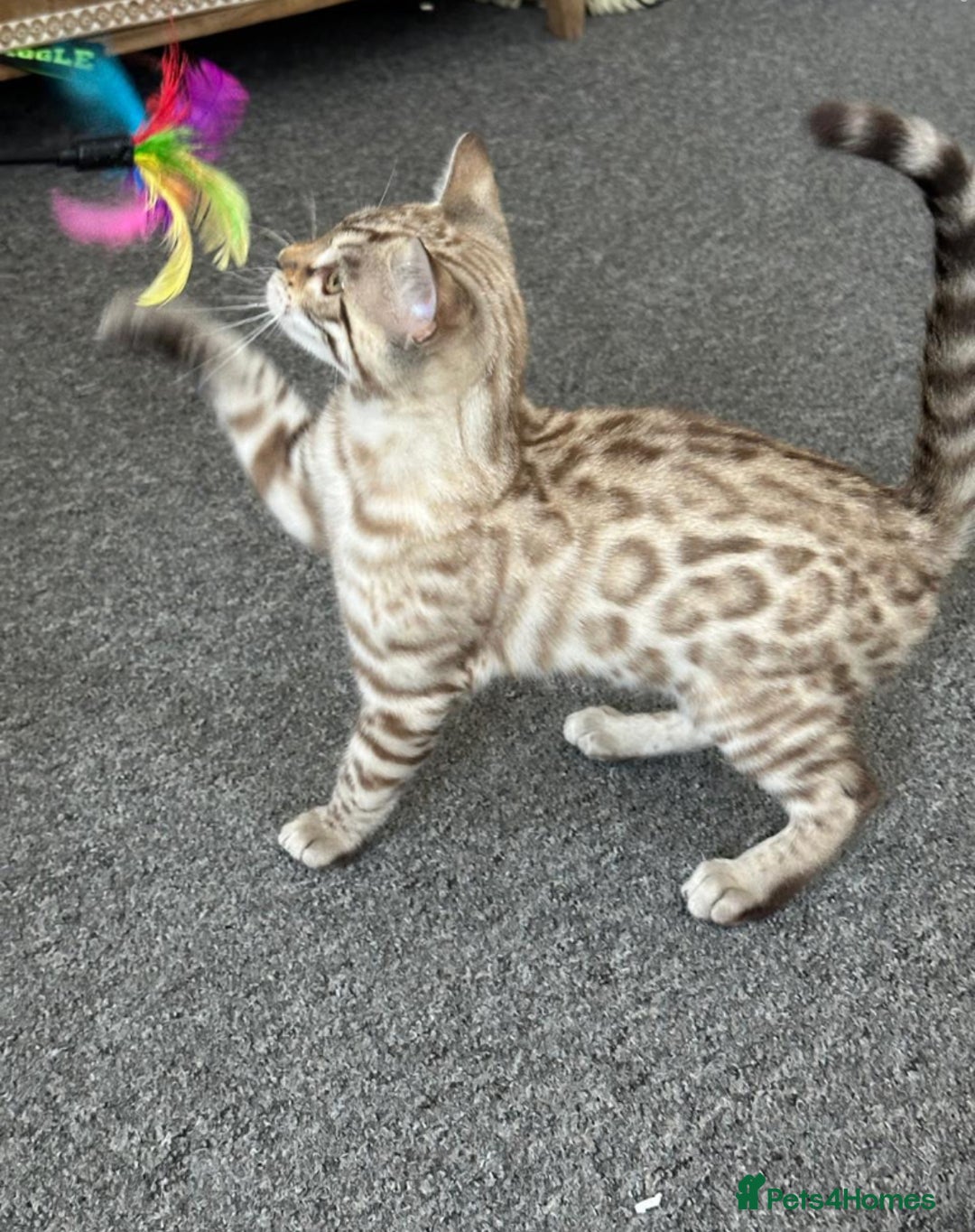 Bengal cats for sale: Snow bengal kitten /male - Image 9