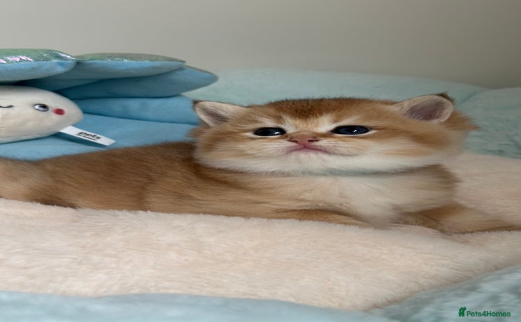 British Shorthair cats - Advert 14