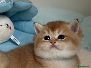 British Shorthair cats - Advert 8