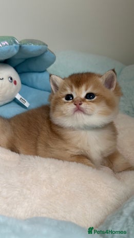 British Shorthair cats - Advert 5