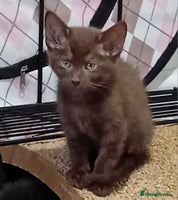 Mixed Breed cats Ragdoll mix - Advert 5