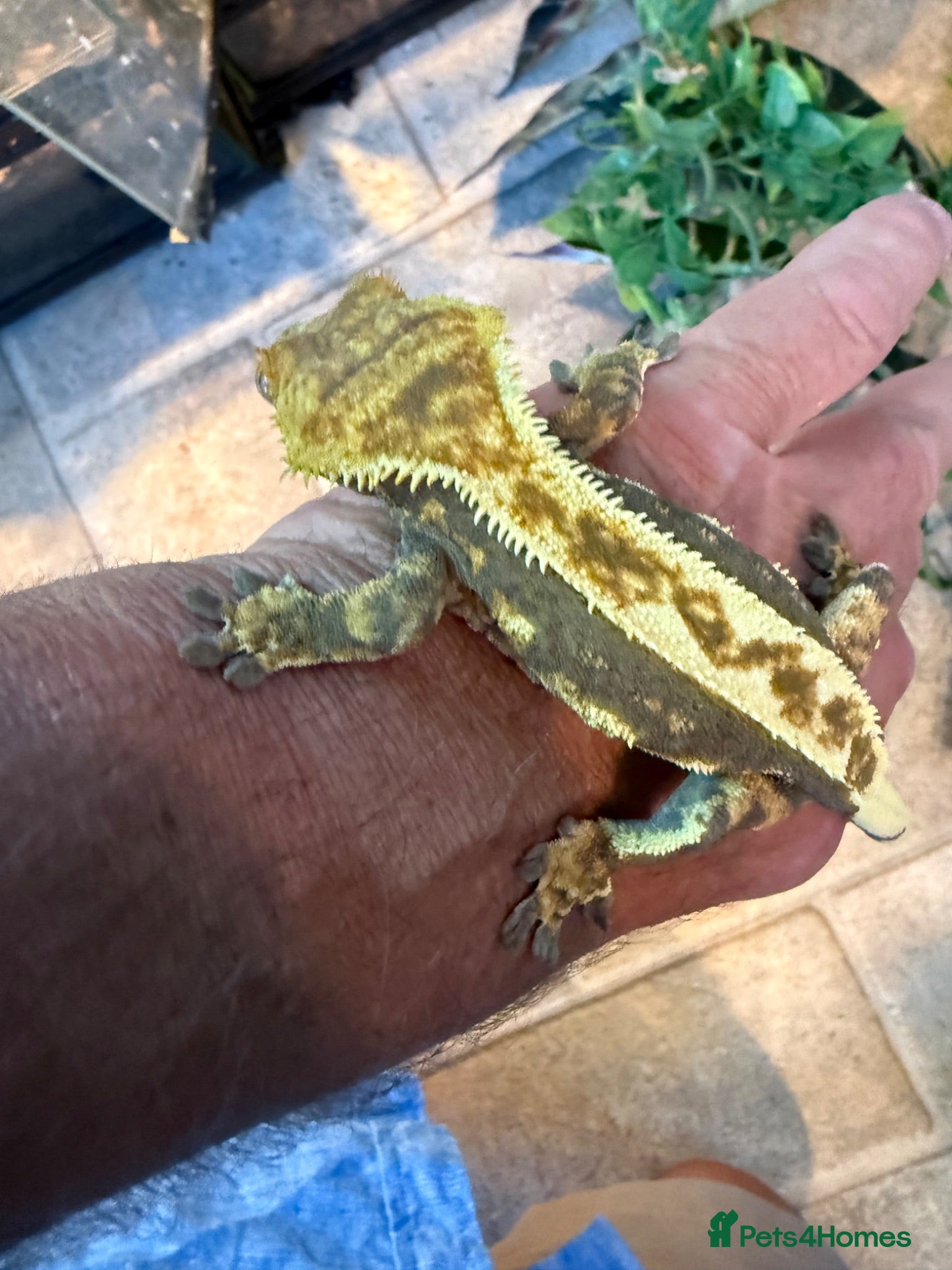 Gecko reptiles Crested Gecko bonded pair adult  - Advert 12