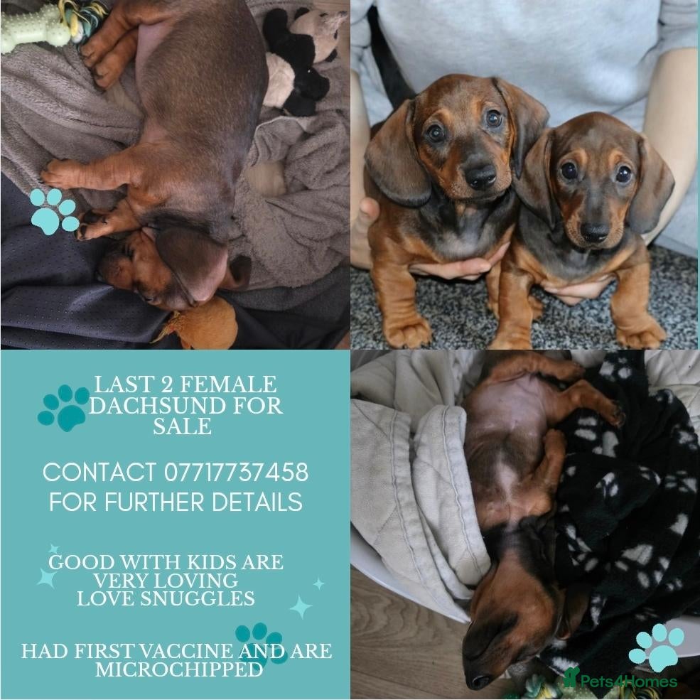 Dachshund dogs 7 dachshund pups for sale - Advert 11