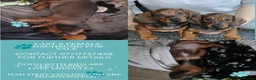 Dachshund dogs for sale: 7 dachshund pups for sale - Advert 1