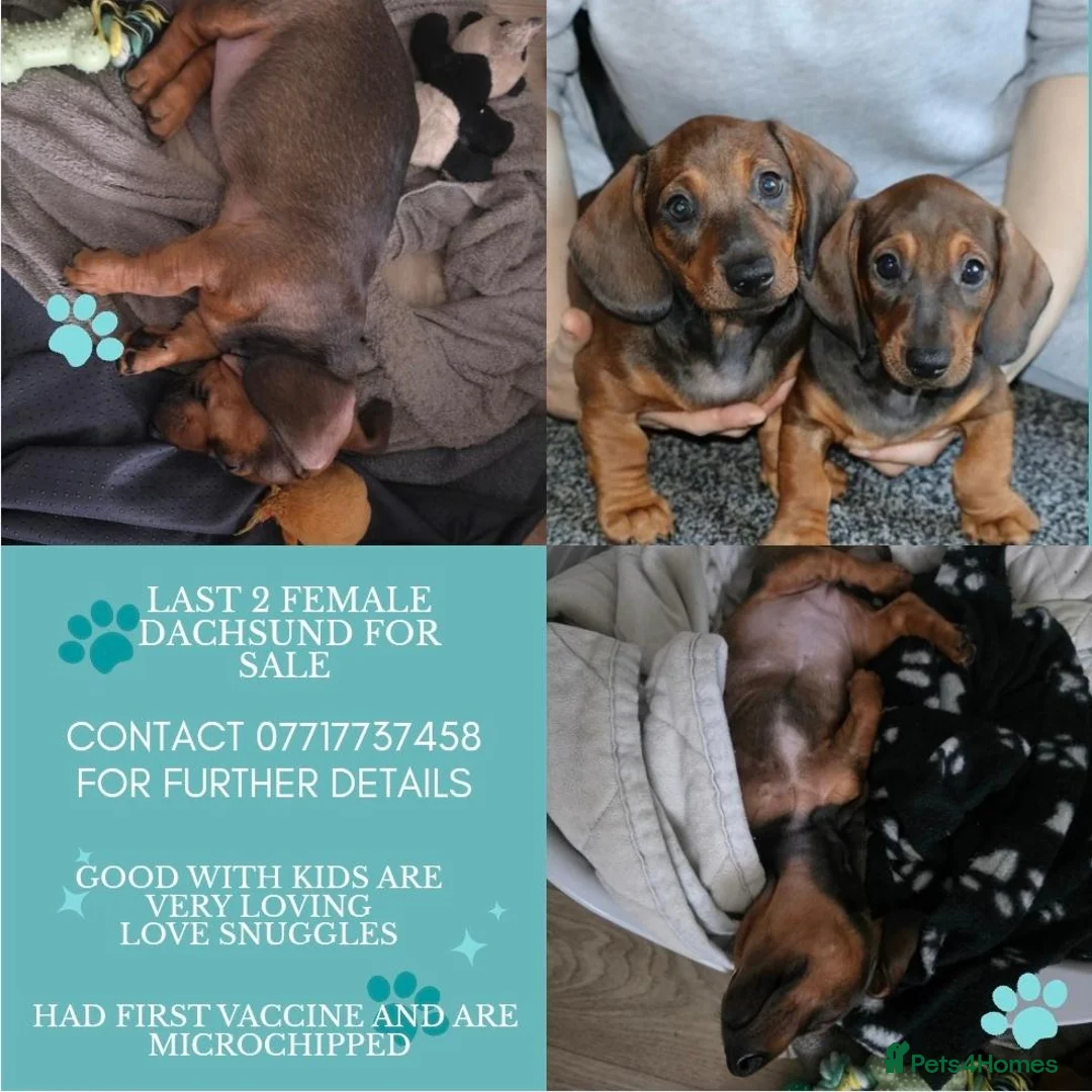 Dachshund dogs for sale: 7 dachshund pups for sale - Advert 1