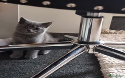 British Shorthair cats for sale: British short hair kitten for sale - Image 4