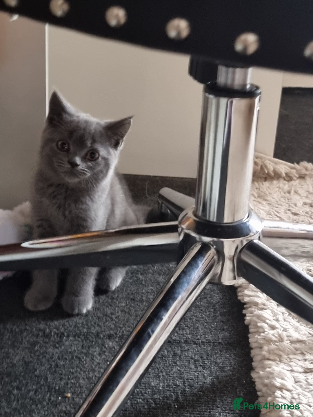 British Shorthair cats for sale: British short hair kitten for sale - Image 4