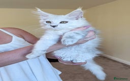 Maine Coon cats for sale: Maine Coon Kittens  - Image 2