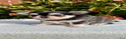 Chihuahua dogs for sale: 🤎🐾🖤Exotic LC RKC Husky Marking Boys🖤🐾🤎 - Advert 12