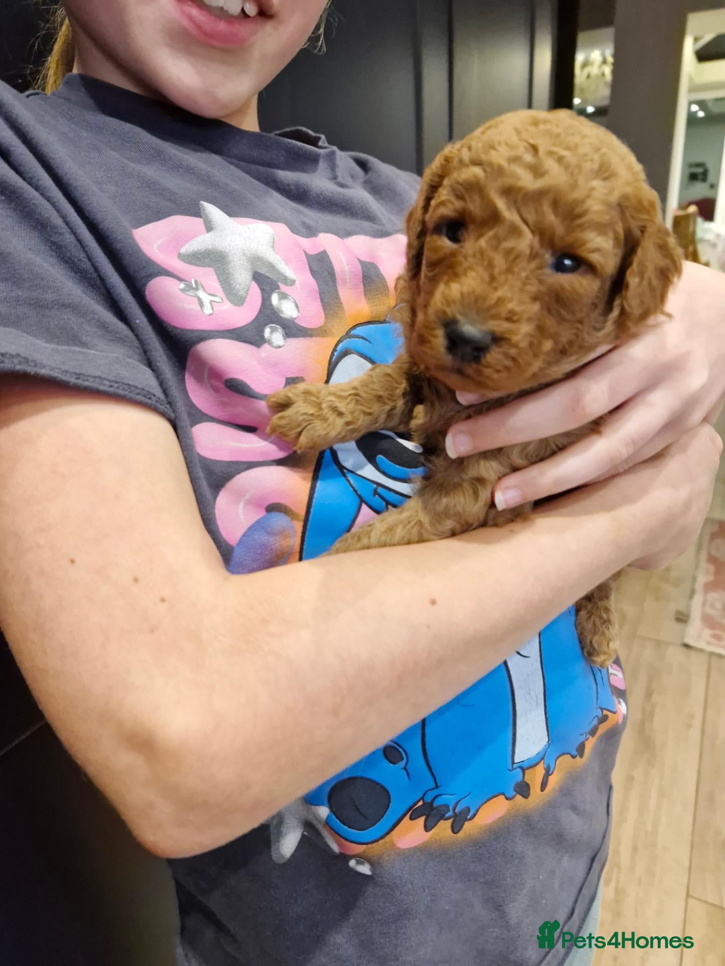 Mixed Breed dogs for sale: Beautiful Minature Red Poodle Puppys for Sale - Advert 2