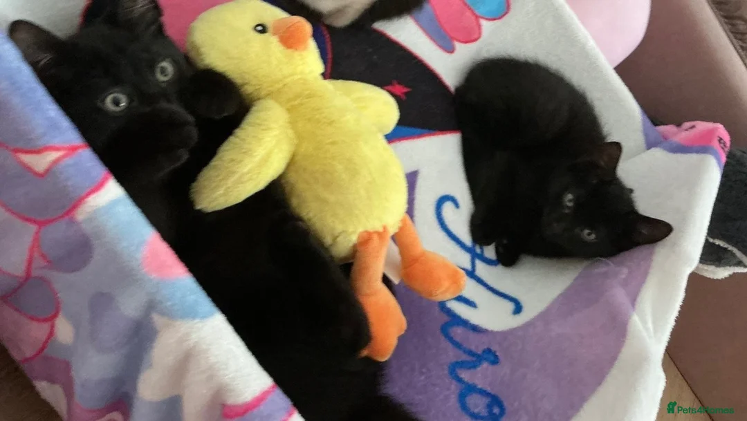 Mixed Breed cats for sale: Two black male kittens in Melton Mowbray - Advert 1