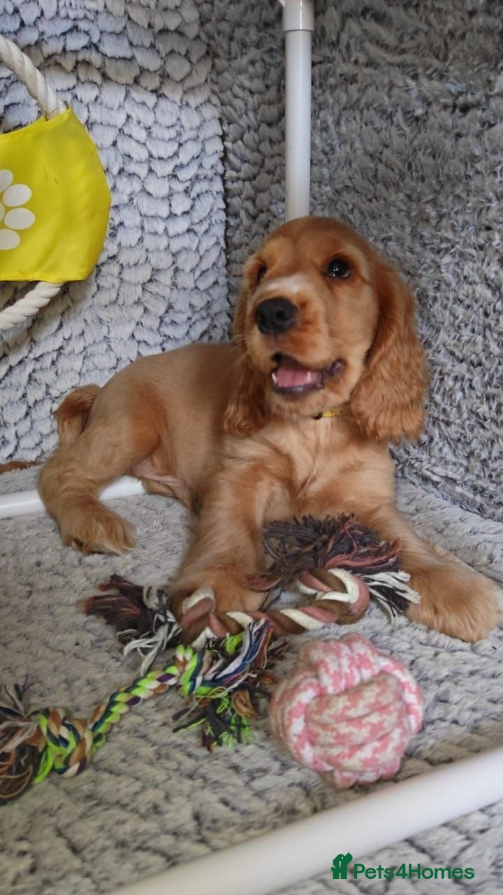 Cocker Spaniel dogs Show Cocker Spaniel ready for their new home.  - Advert 2