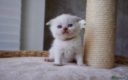 Scottish Fold cats for sale: Scottish Fold kittens  - Image 5