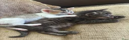 Mixed Breed cats for sale: Kittens ready to go now in Mirfield - Advert 6