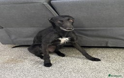 Lurcher dogs for sale: Four-year-old lurcher for sale - Image 6