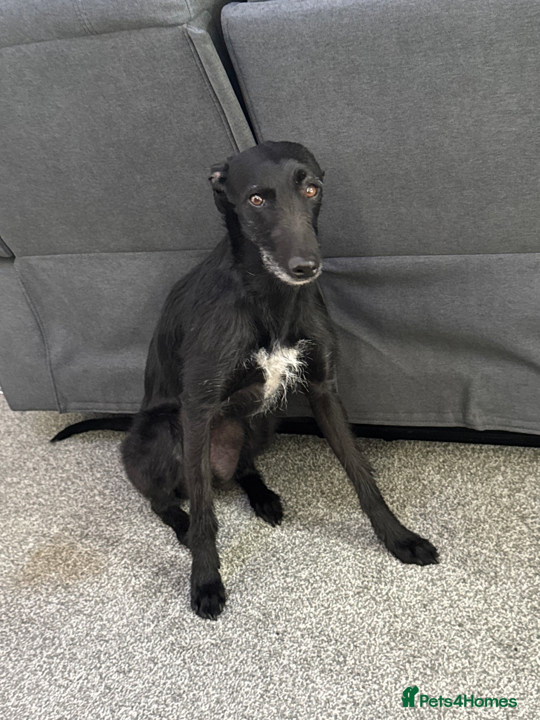 Lurcher dogs for sale: Four-year-old lurcher for sale - Image 6