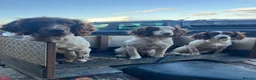English Springer Spaniel dogs for sale: Excellent quality kc springer spaniel pups  - Advert 34