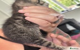 Bengal cats for sale: Bengal cross kittens  - Image 12